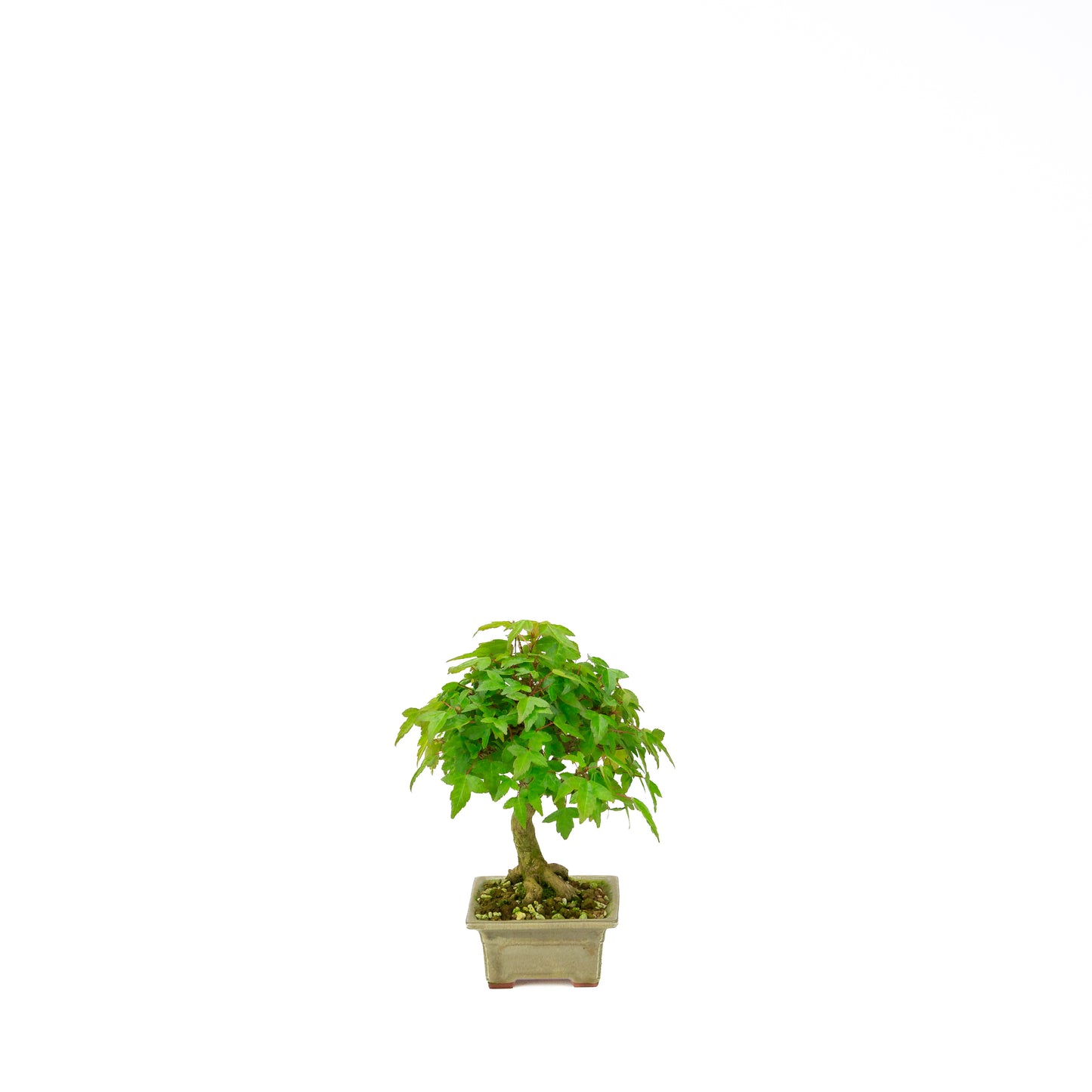 Acer buergerianum (Drietandesdoorn), hoogte ~24 cm