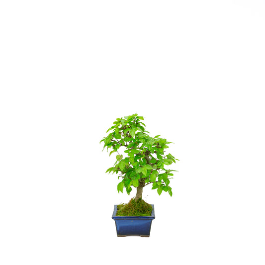 Carpinus coreana (Koreaanse haagbeuk), hoogte ~31 cm