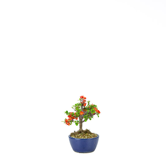Chaenomeles speciosa (Japanse dwergkwee), hoogte ~22 cm