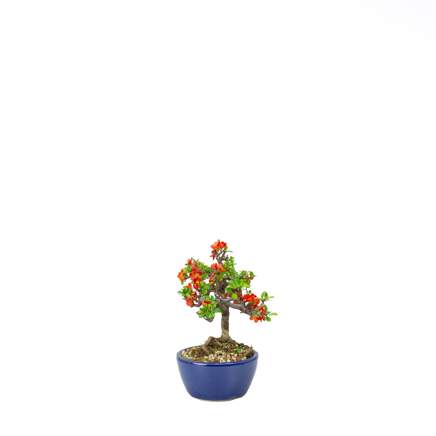 Chaenomeles speciosa (Japanse dwergkwee), hoogte ~22 cm