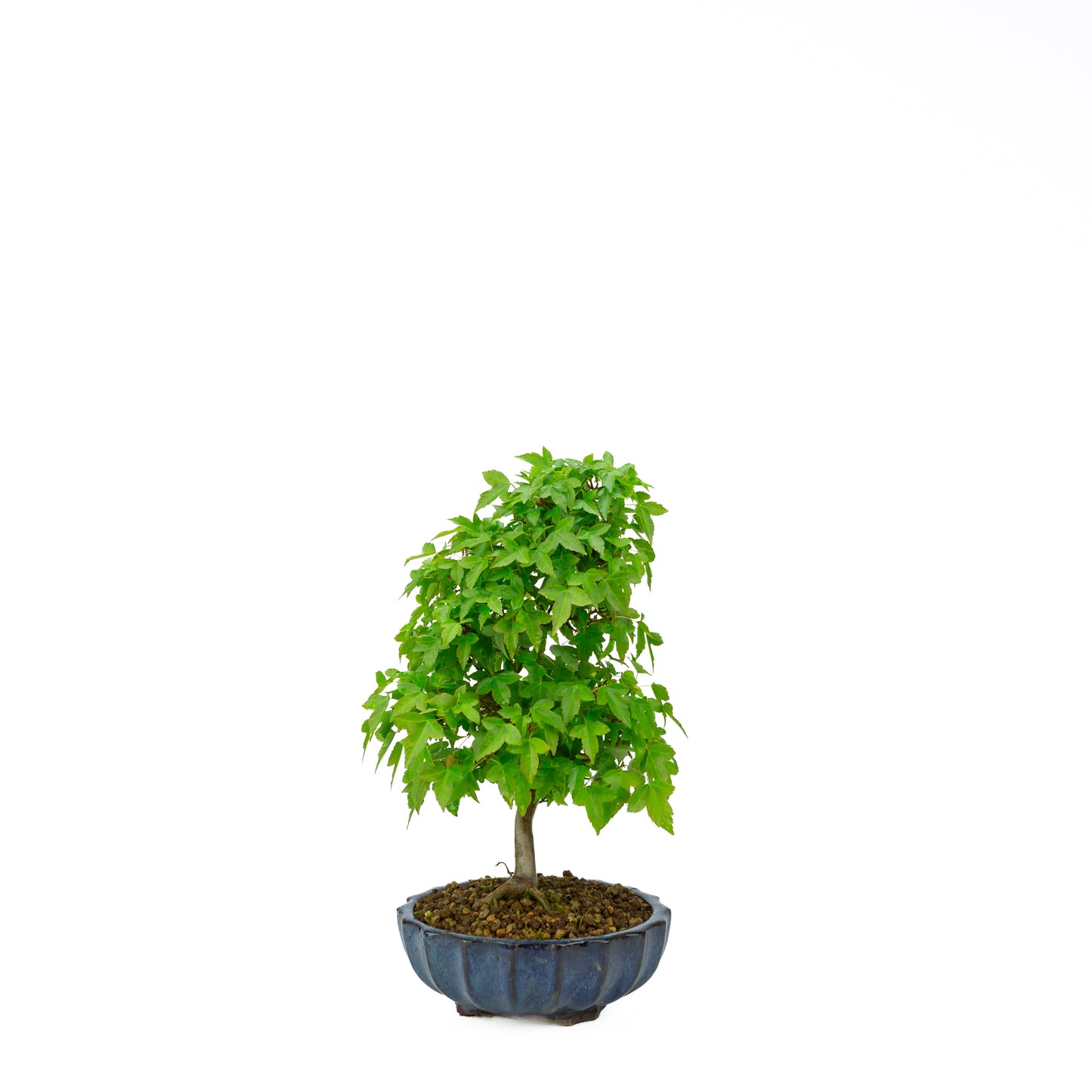 Acer buergerianum (Drietandesdoorn), hoogte ~34 cm