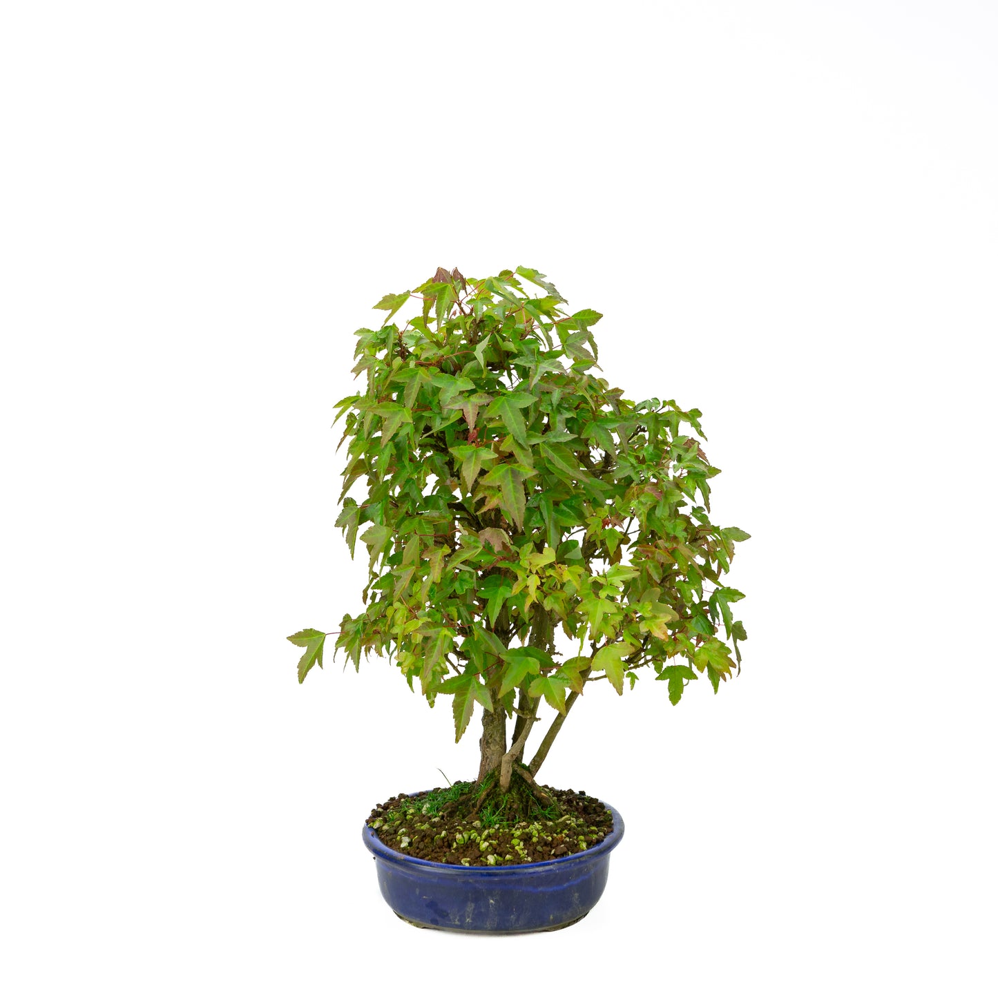 Acer buergerianum (Drietandesdoorn) klompstijl, hoogte ~45 cm