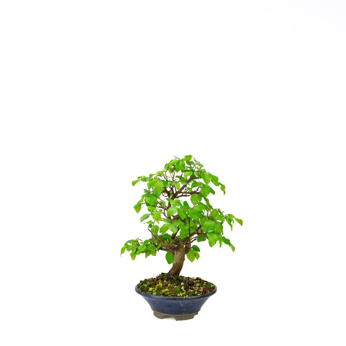 Carpinus coreana (Koreaanse haagbeuk), hoogte ~32 cm