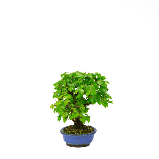 Carpinus coreana (Koreaanse haagbeuk) klompstijl, hoogte ~34 cm