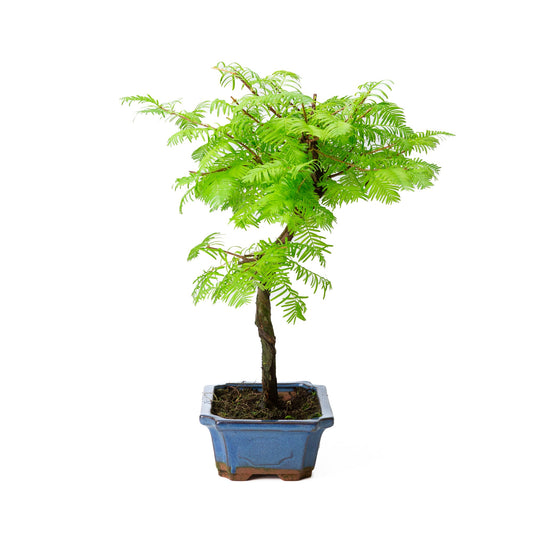 Metasequoia glyptostroboides pot 19cm, hoogte ~40cm
