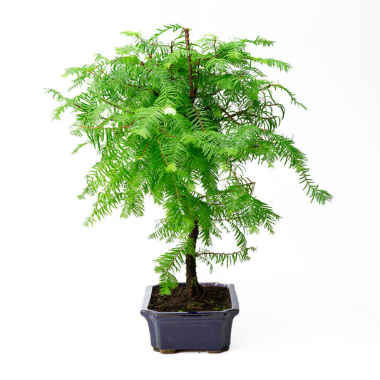 Metasequoia glyptostroboides pot 24cm, hoogte ~53cm