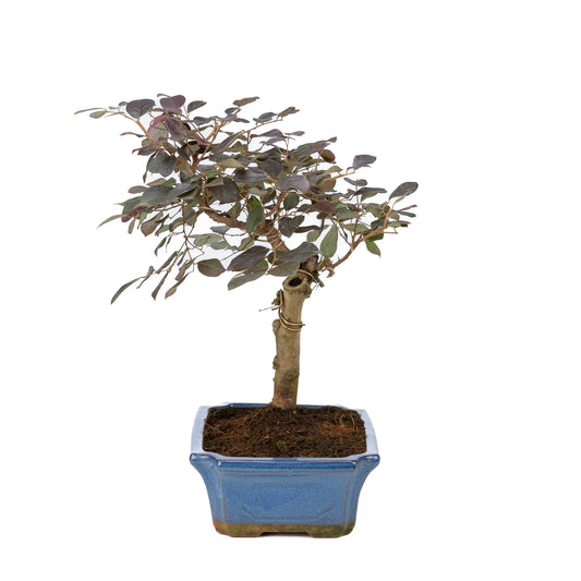 Loropetalum rubra Bonsai in blauwe pot 24cm, hoogte ~40cm
