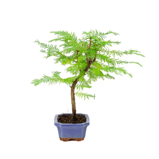 Metasequoia glyptostroboides pot 15cm, hoogte ~35cm