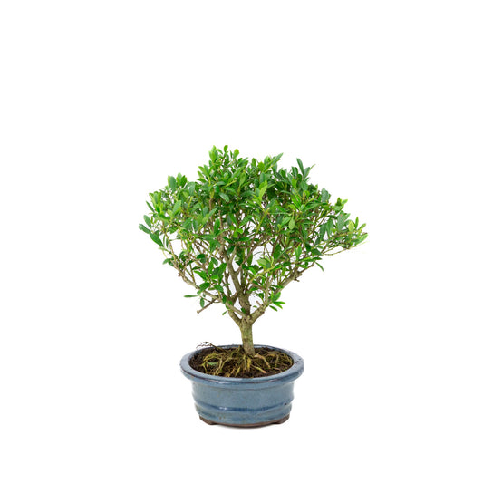 Ilex crenata Bonsai in blauwe pot 18cm, hoogte ~25cm