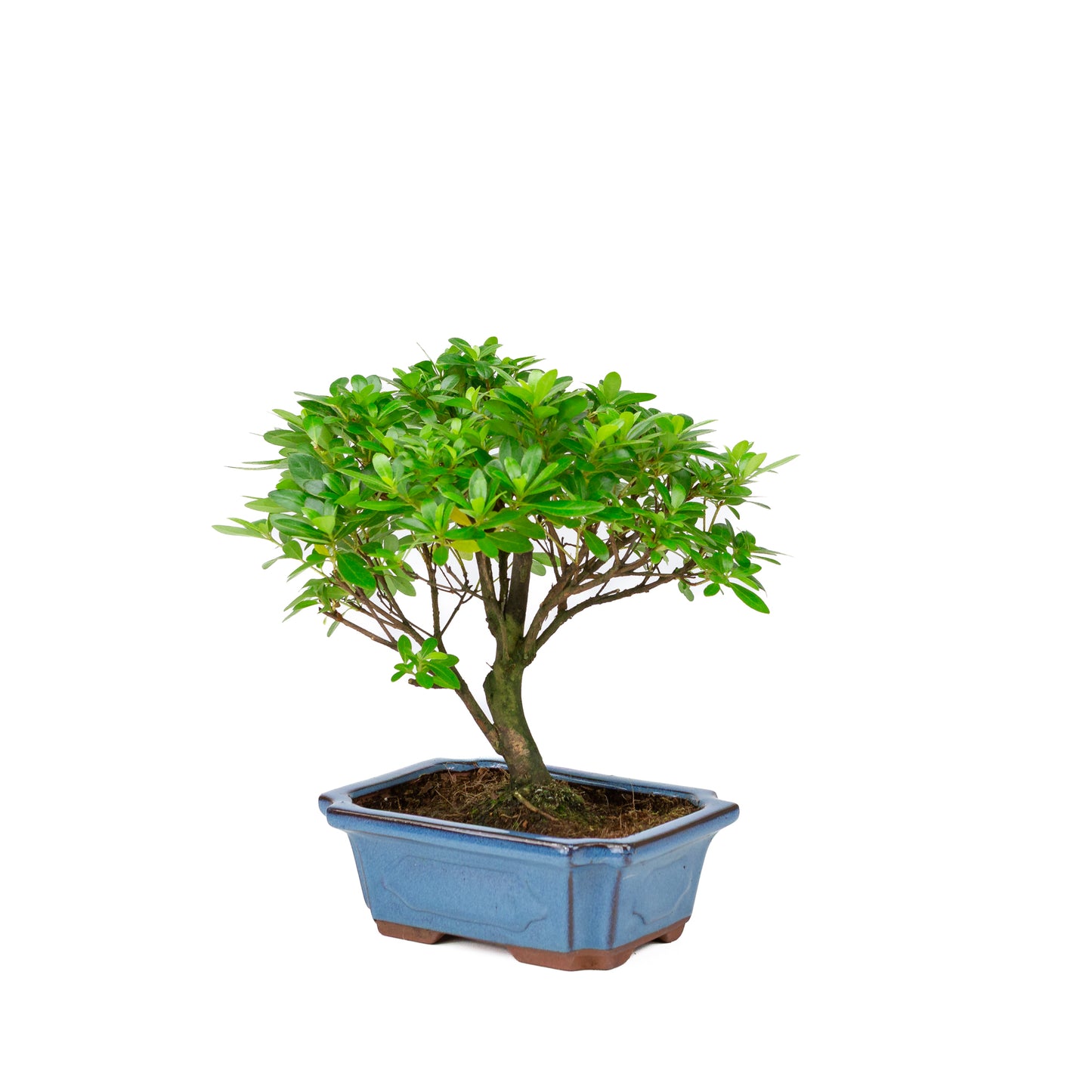 Rhododendron indicum bezem vorm blauwe pot 18cm, hoogte ~36cm