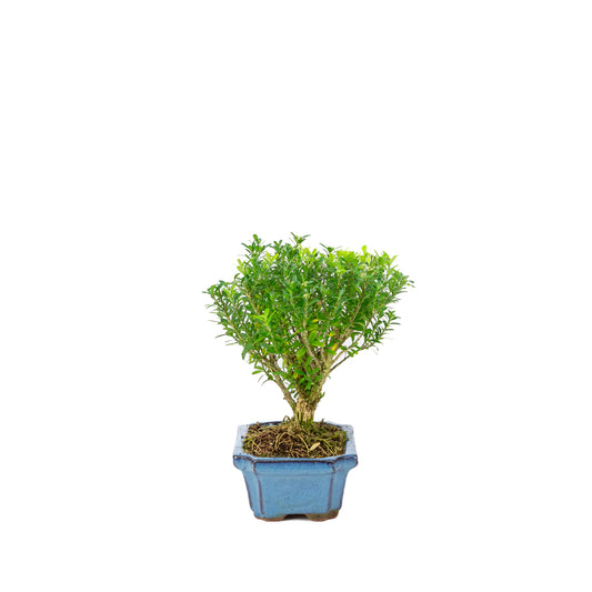 Buxus harlandii bezem vorm blauwe pot 15cm, hoogte ~22cm