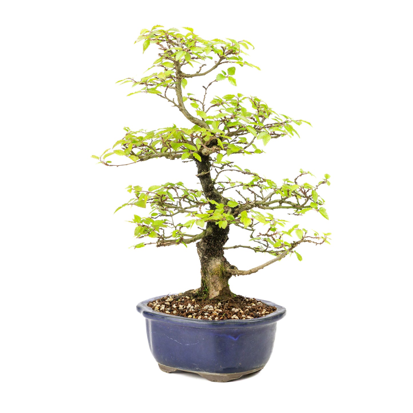 Buiten Bonsai Carpinus turczaninowii blauwe Mokko pot 20cm, hoogte ~48cm