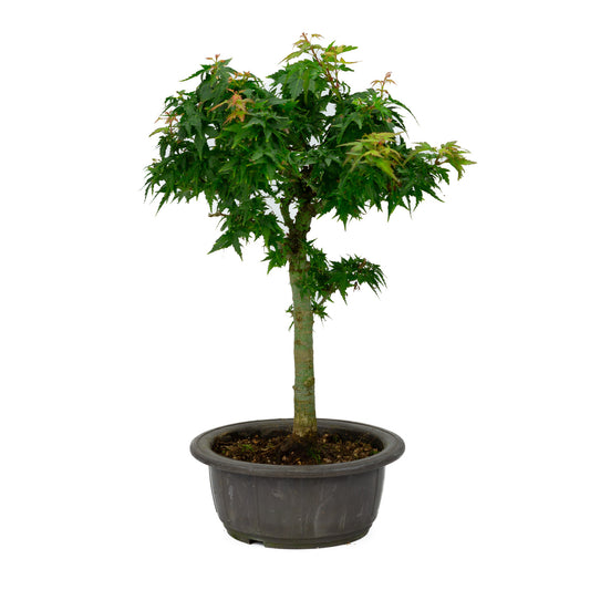 Buiten Bonsai Acer palmatum 'Kotohime' plastic pot 18cm , hoogte ~ 43cm