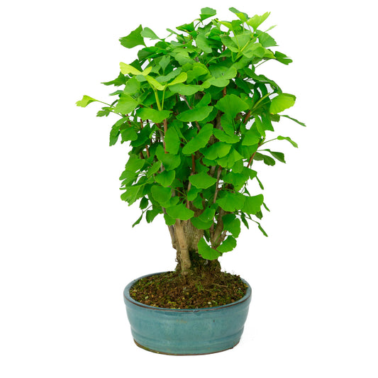 Buiten Bonsai Ginkgo biloba groene ovale pot 27cm, hoogte ~51cm
