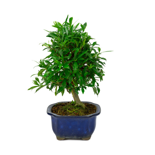 Buiten Bonsai Gardenia blauwe Mokko pot 20cm, hoogte ~37cm