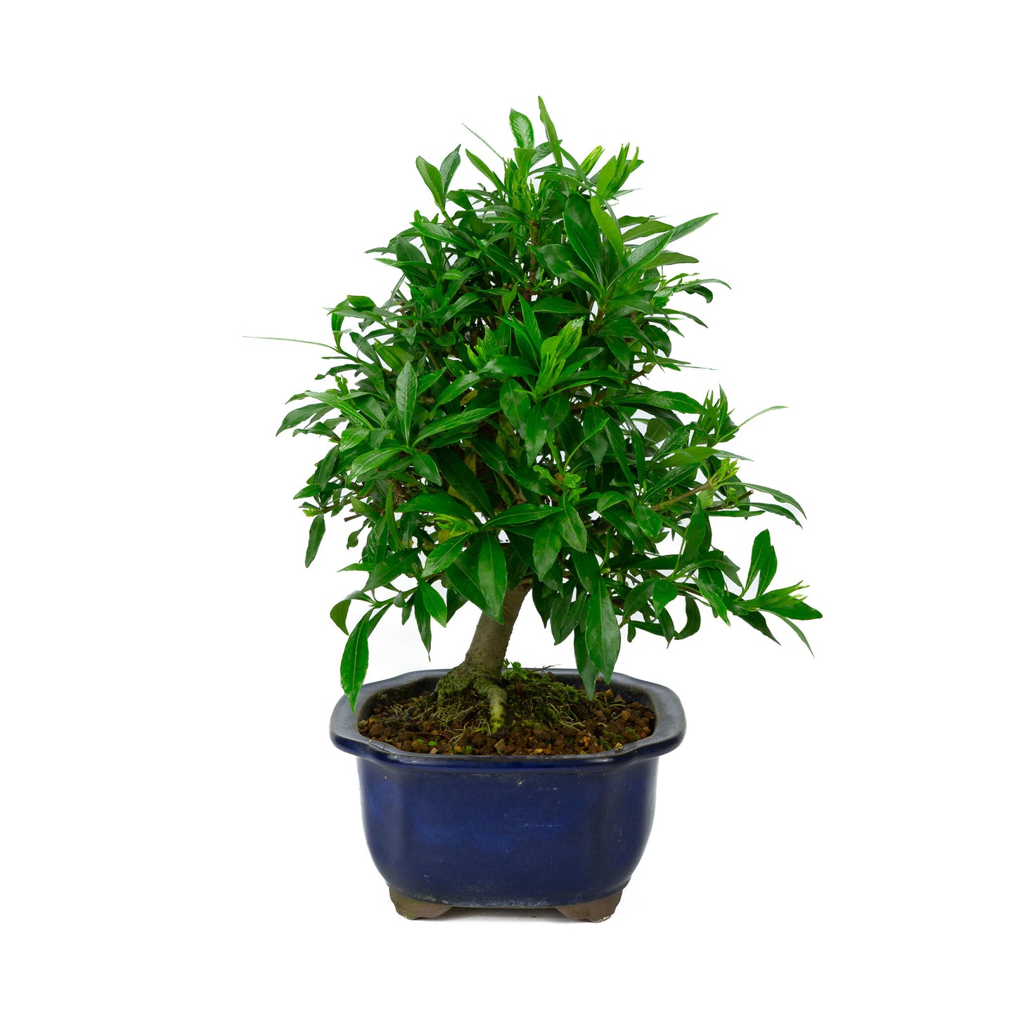 Buiten Bonsai Gardenia blauwe Mokko pot 20cm, hoogte ~37cm