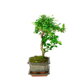 Binnen Bonsai Carmona shape groene rechthoekige pot 20cm, hoogte ~30cm