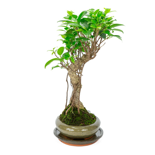 Binnen Bonsai Ficus retusa shape groene ovale pot 24cm, hoogte ~ 40cm