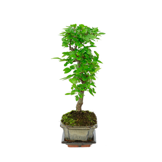 Binnen Bonsai Zelkova shape groene rechthoekige pot 15cm, hoogte ~ 30cm