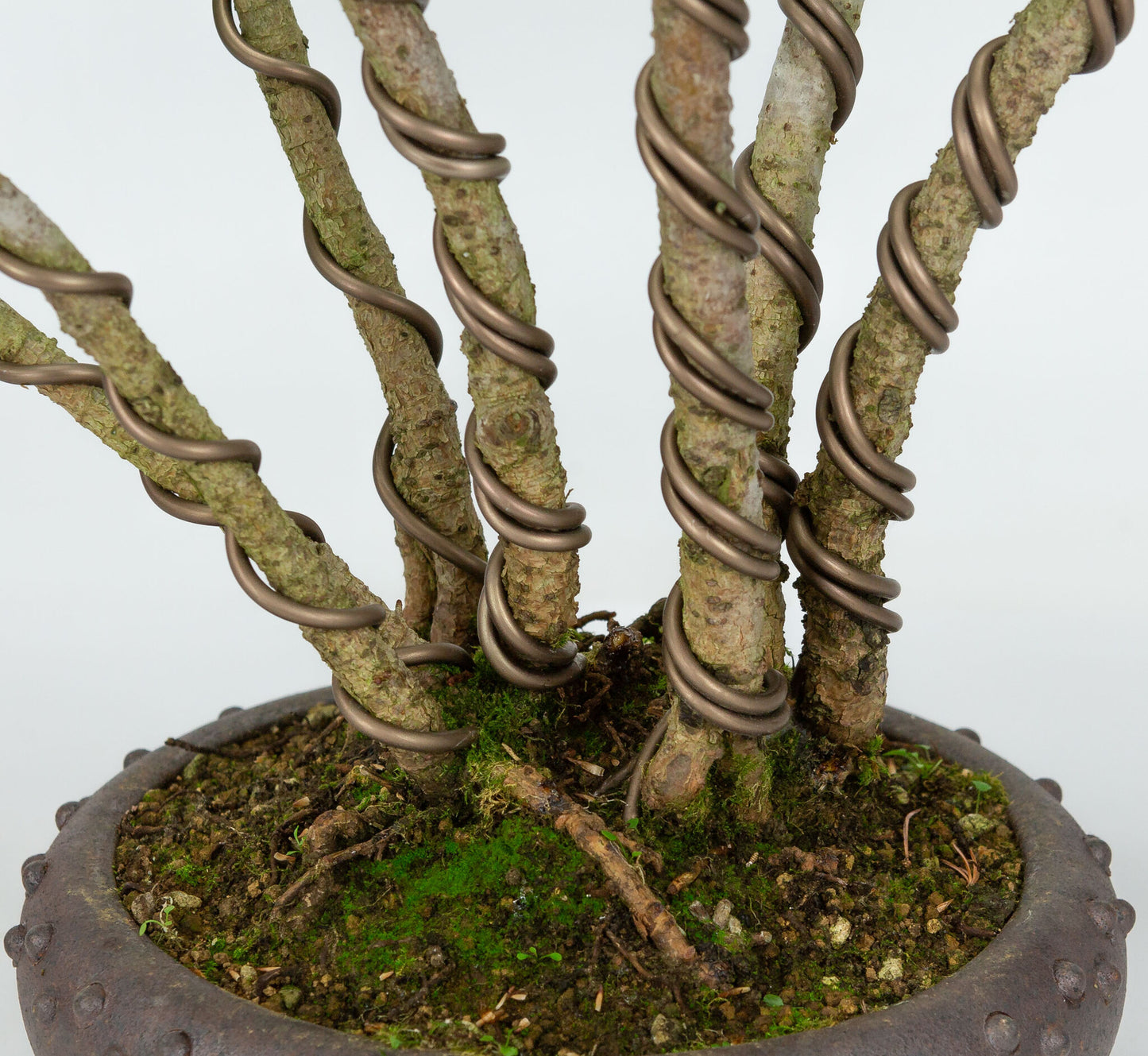 Buiten Bonsai Pinus parviflora ongeglazuurde ronde trommel pot 19cm, hoogte ~50cm