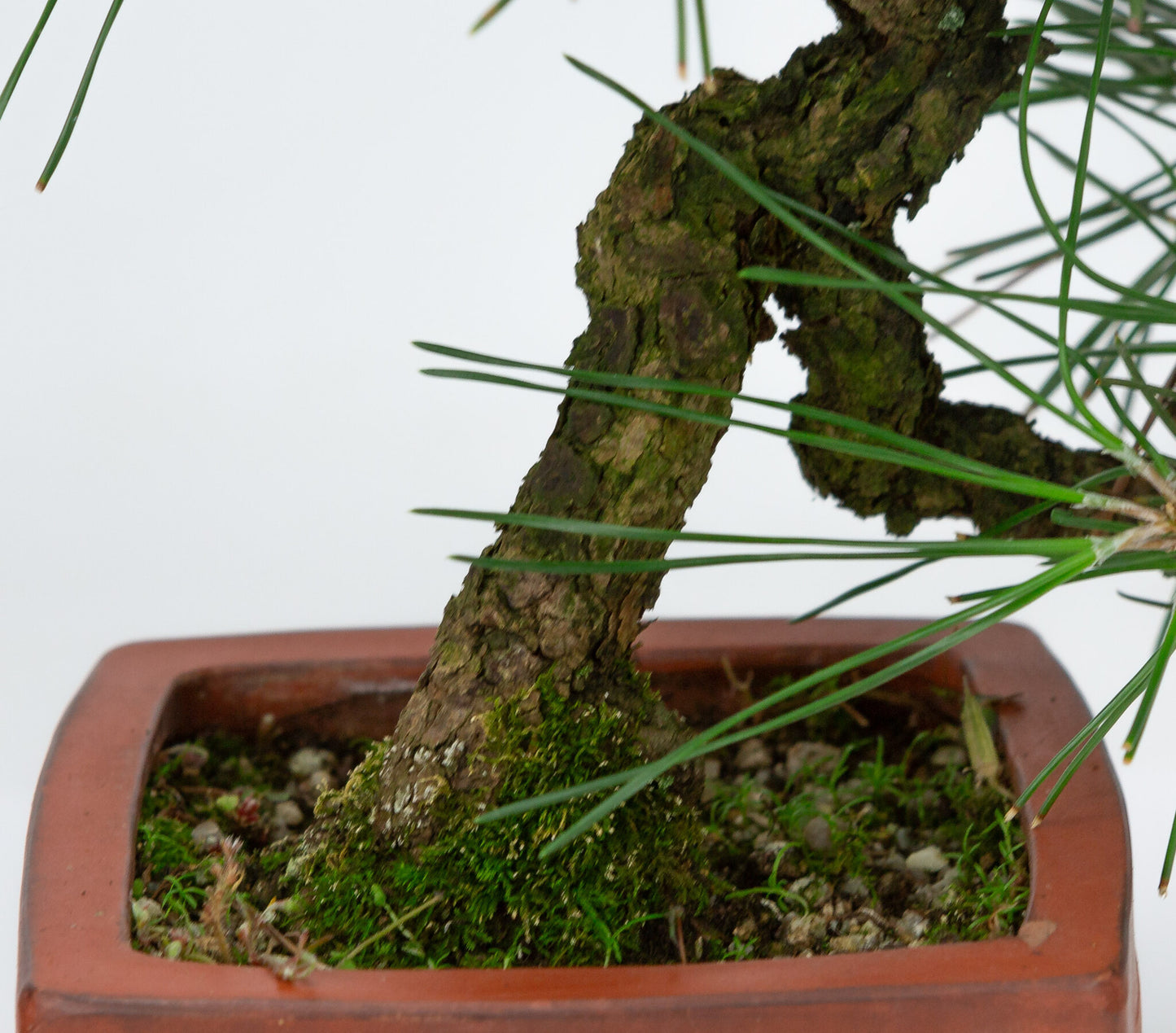 Buiten Bonsai Pinus thunbergii ongeglazuurde vierhoekige pot 11cm, hoogte ~35cm