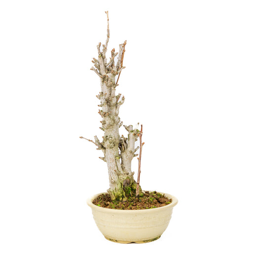 Buiten Bonsai Ginkgo biloba creme ronde pot 20cm, hoogte ~50cm