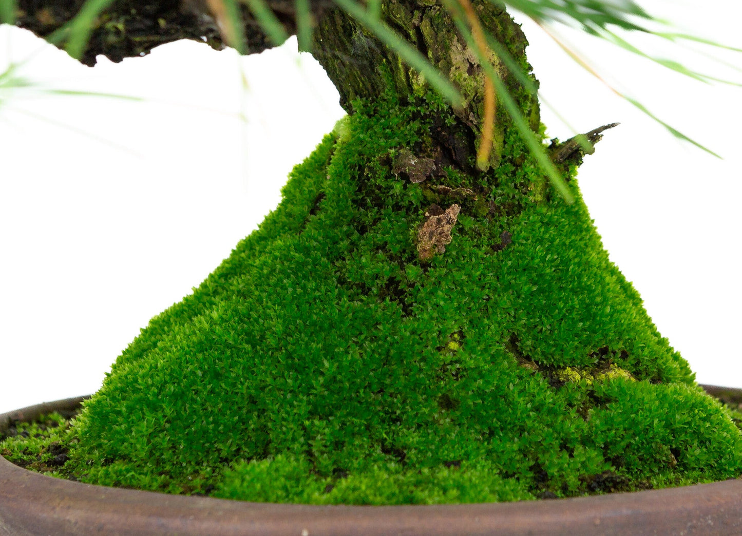 Buiten Bonsai Pinus thunbergii ronde ongeglazuurde pot 20cm, hoogte ~37cm