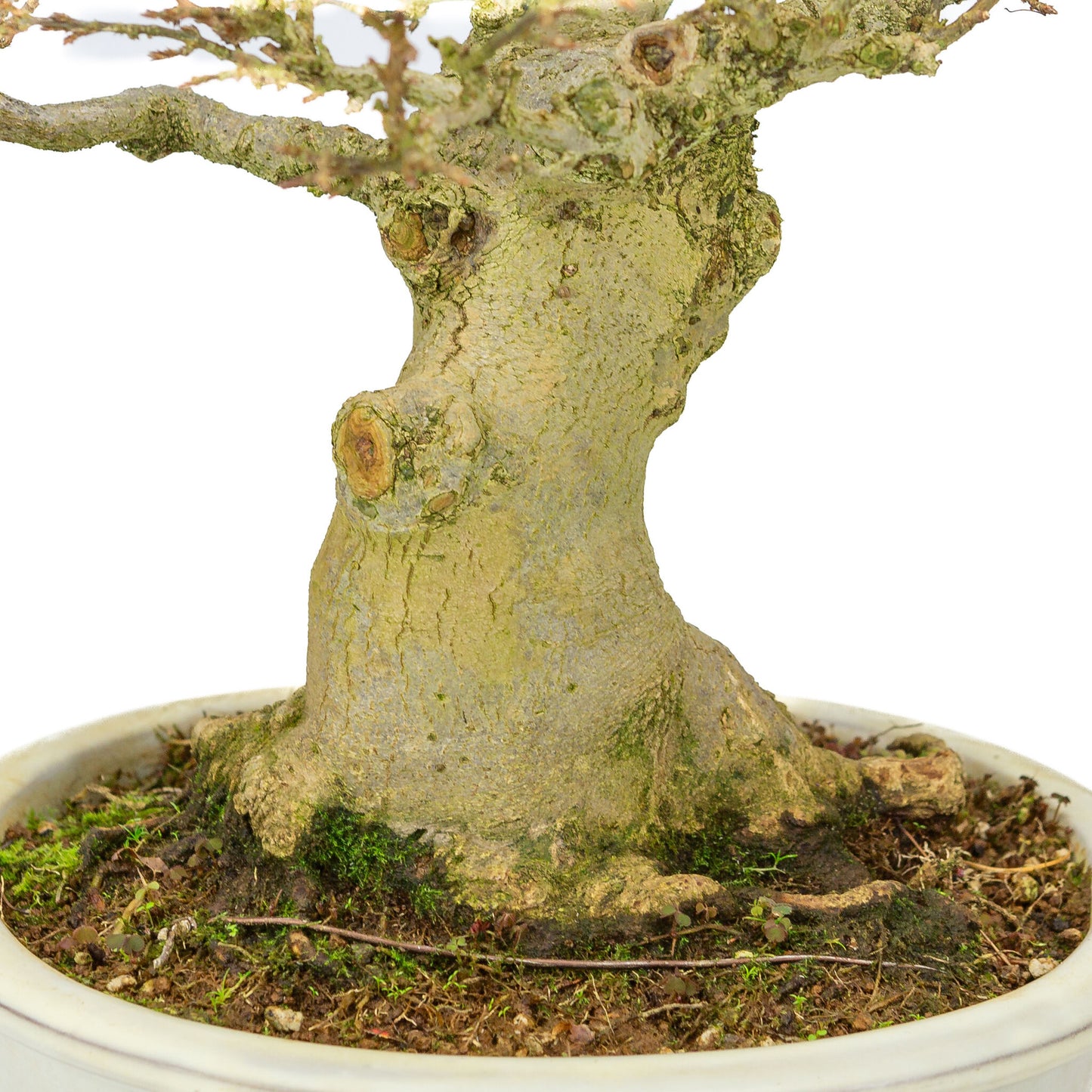 Outdoor Bonsai Acer buergerianum creme ovale pot 25cm, hoogte ~36cm