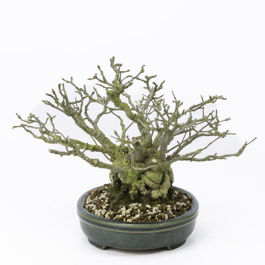 Buiten Shohin Bonsai Ilex serrata ' Umemodoki' groene ovale pot 18cm, hoogte ~21cm