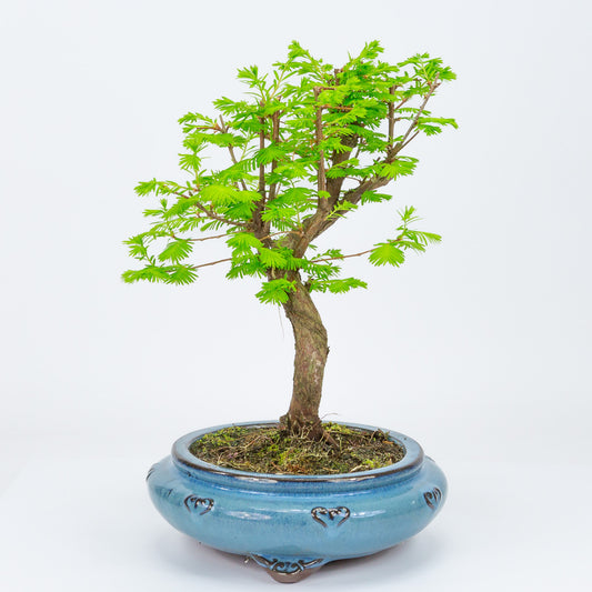 Buiten Bonsai Metasequoia blauwe ronde pot 20cm, hoogte 40cm