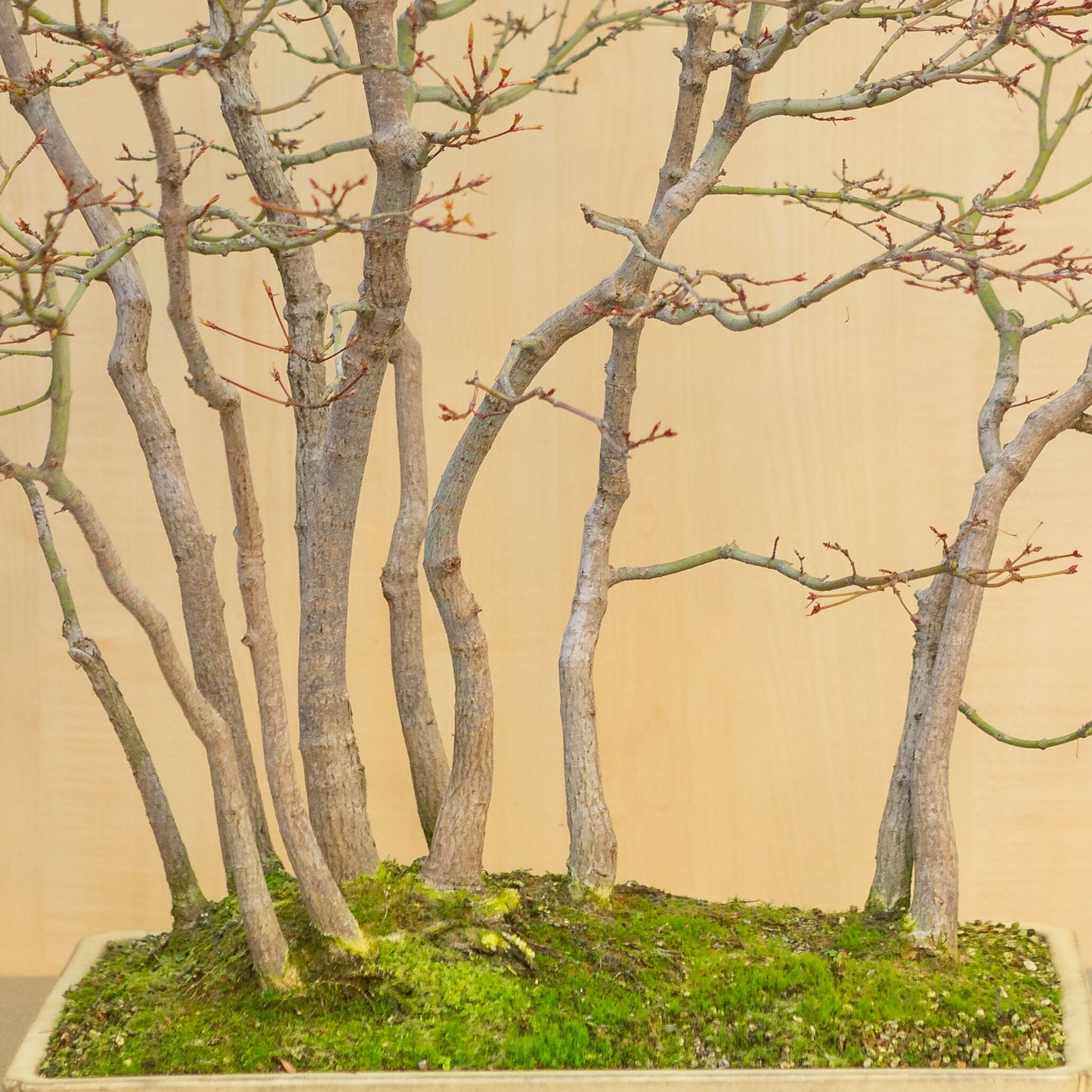 Buiten Bonsai Acer palmatum groep beige gele rechthoekige pot 46 cm, hoogte ~80 cm