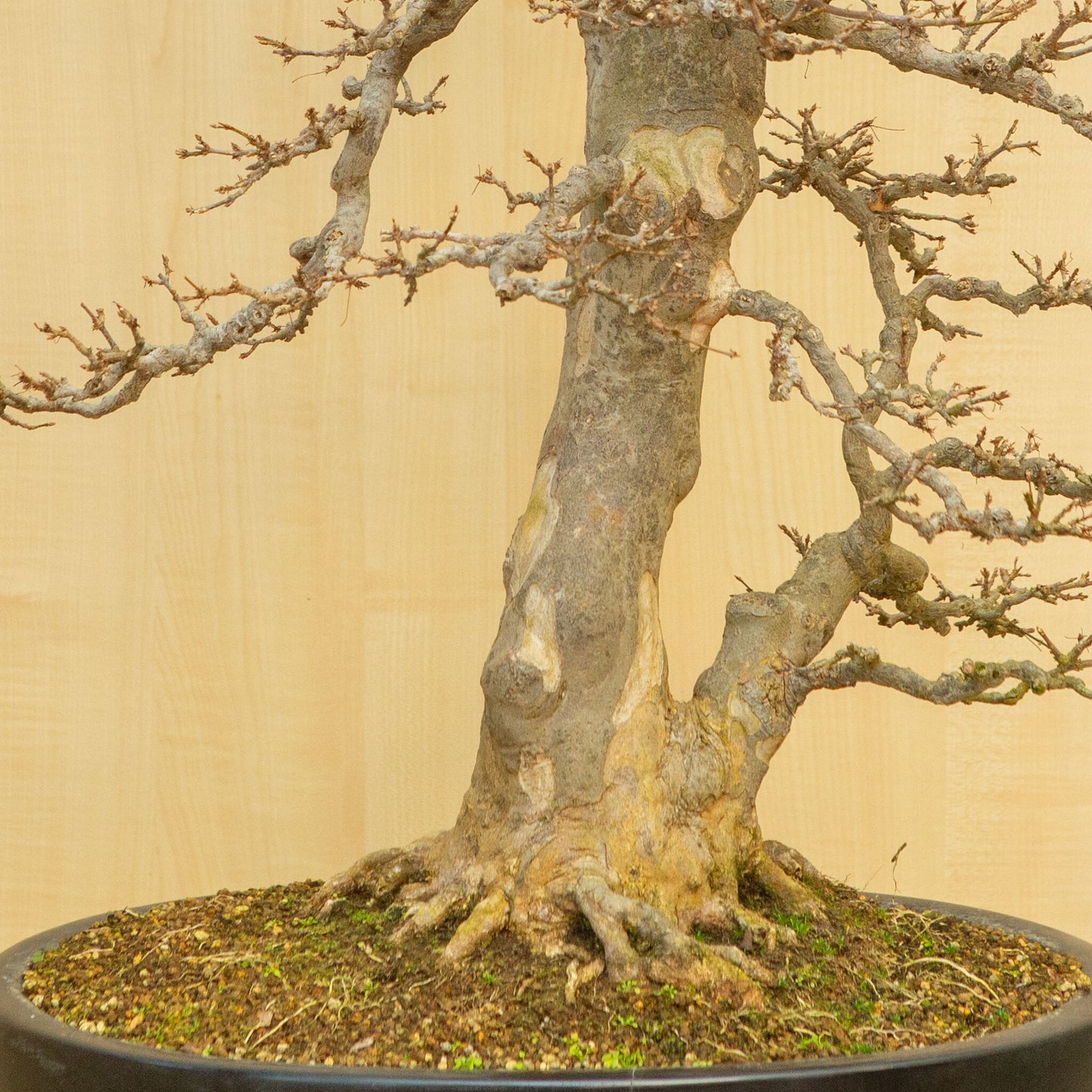 Buiten Bonsai Acer buergerianum blauwe ovale pot 48 cm, hoogte ~77 cm