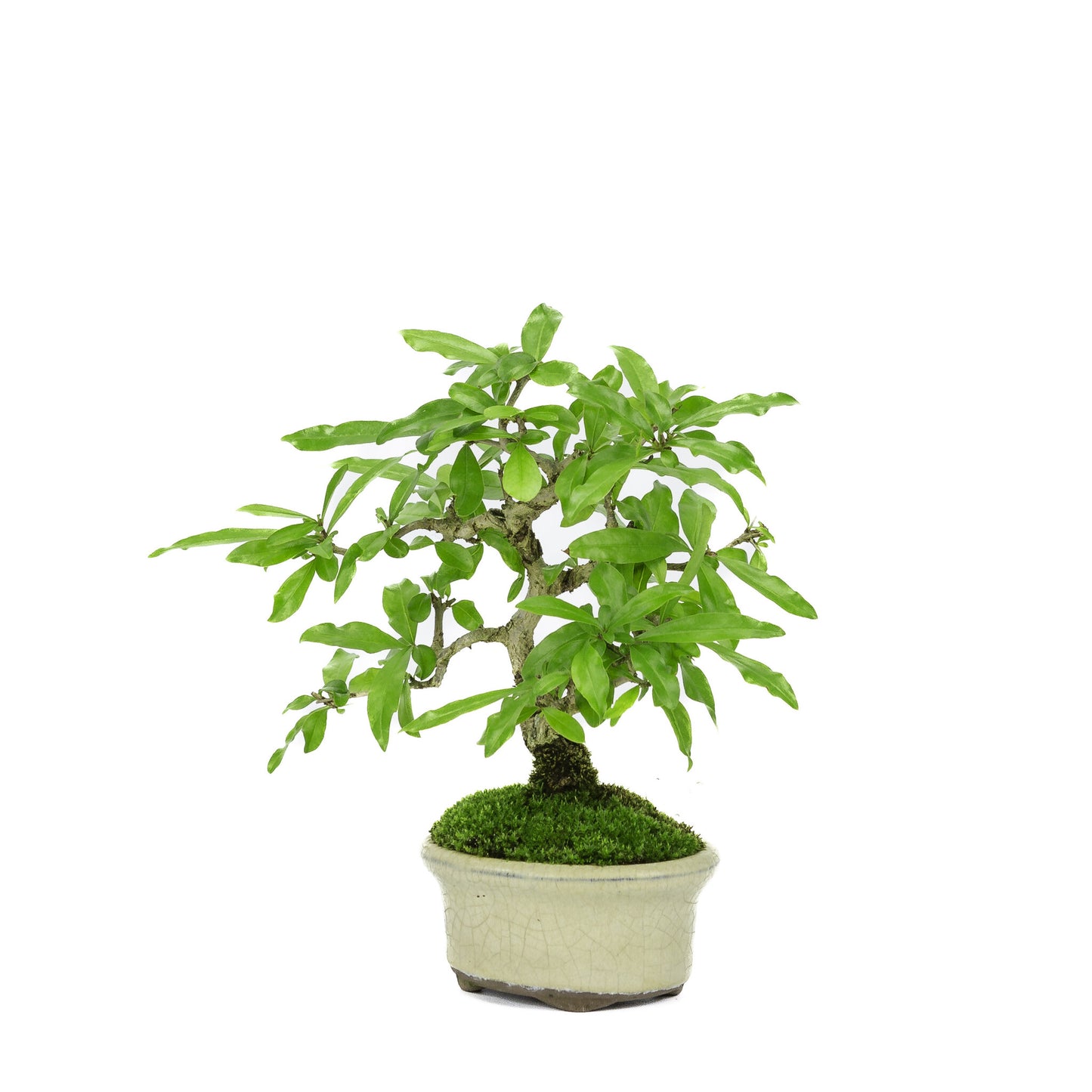 Buiten Bonsai Shohin Punica Granatum creme ovale pot ~10cm, hoogte ~19cm
