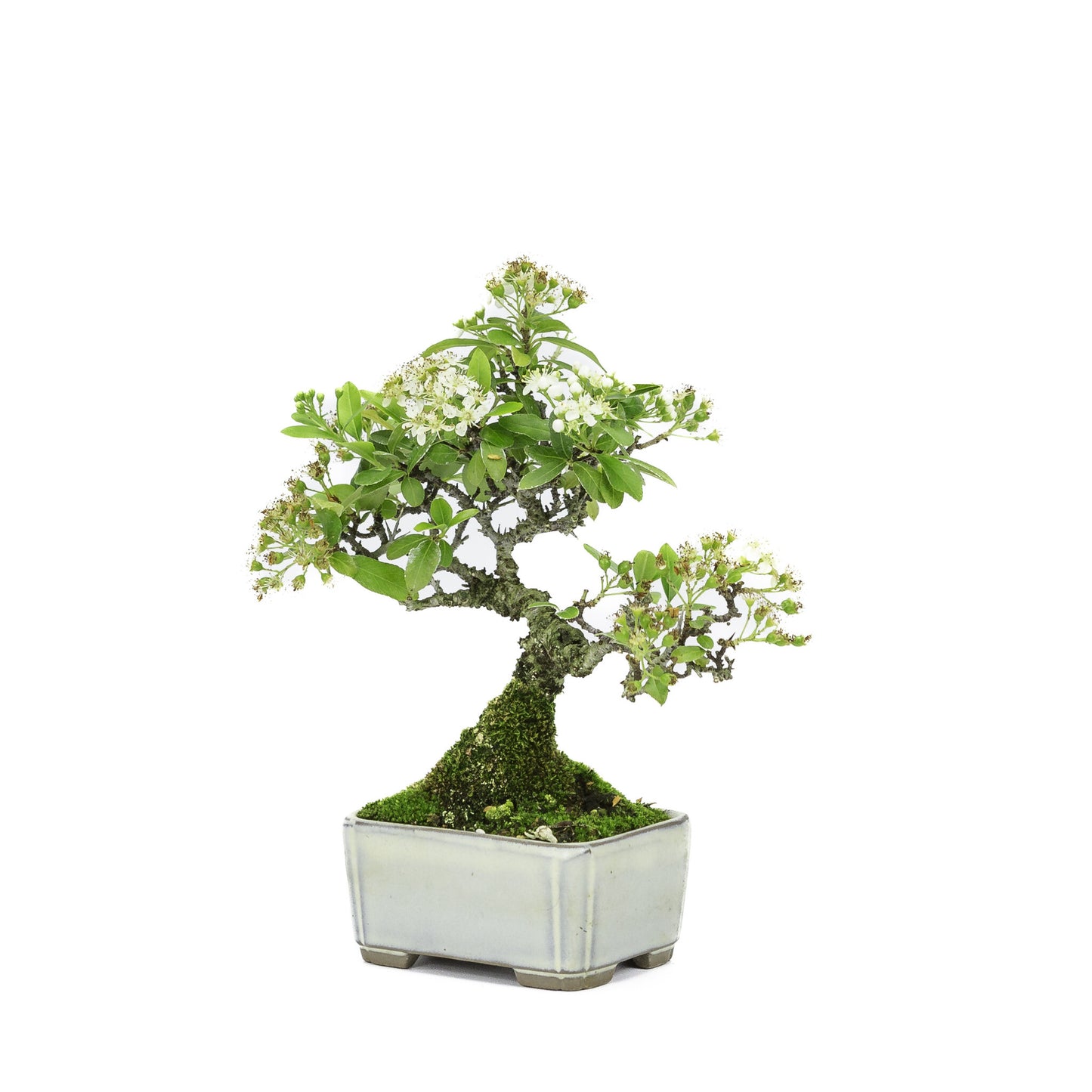 Shohin Buiten Bonsai Pyracantha creme rechthoekige pot 8.5cm , hoogte ~20cm