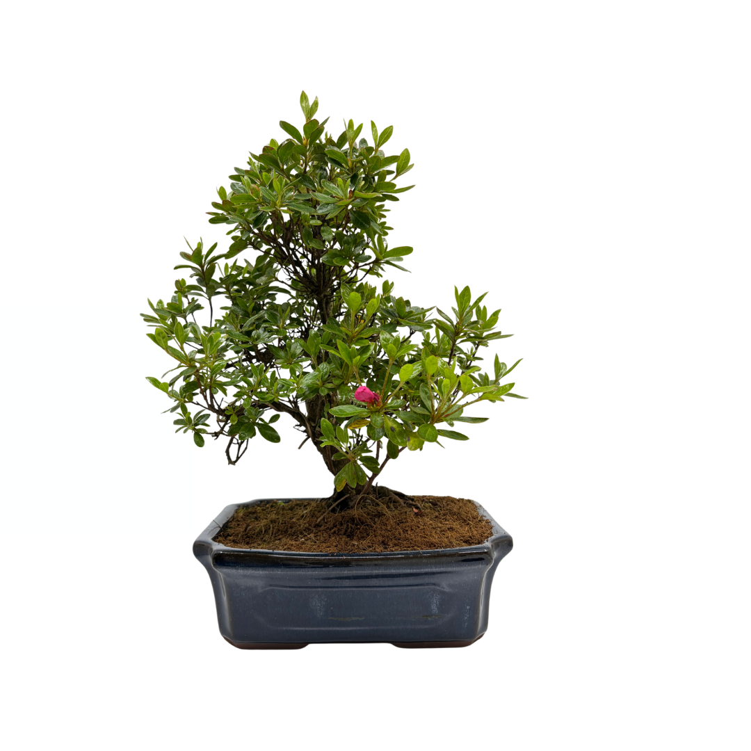 Rhododendron indicum (satsuki azalea), hoogte ~40cm  Bonsai Shop