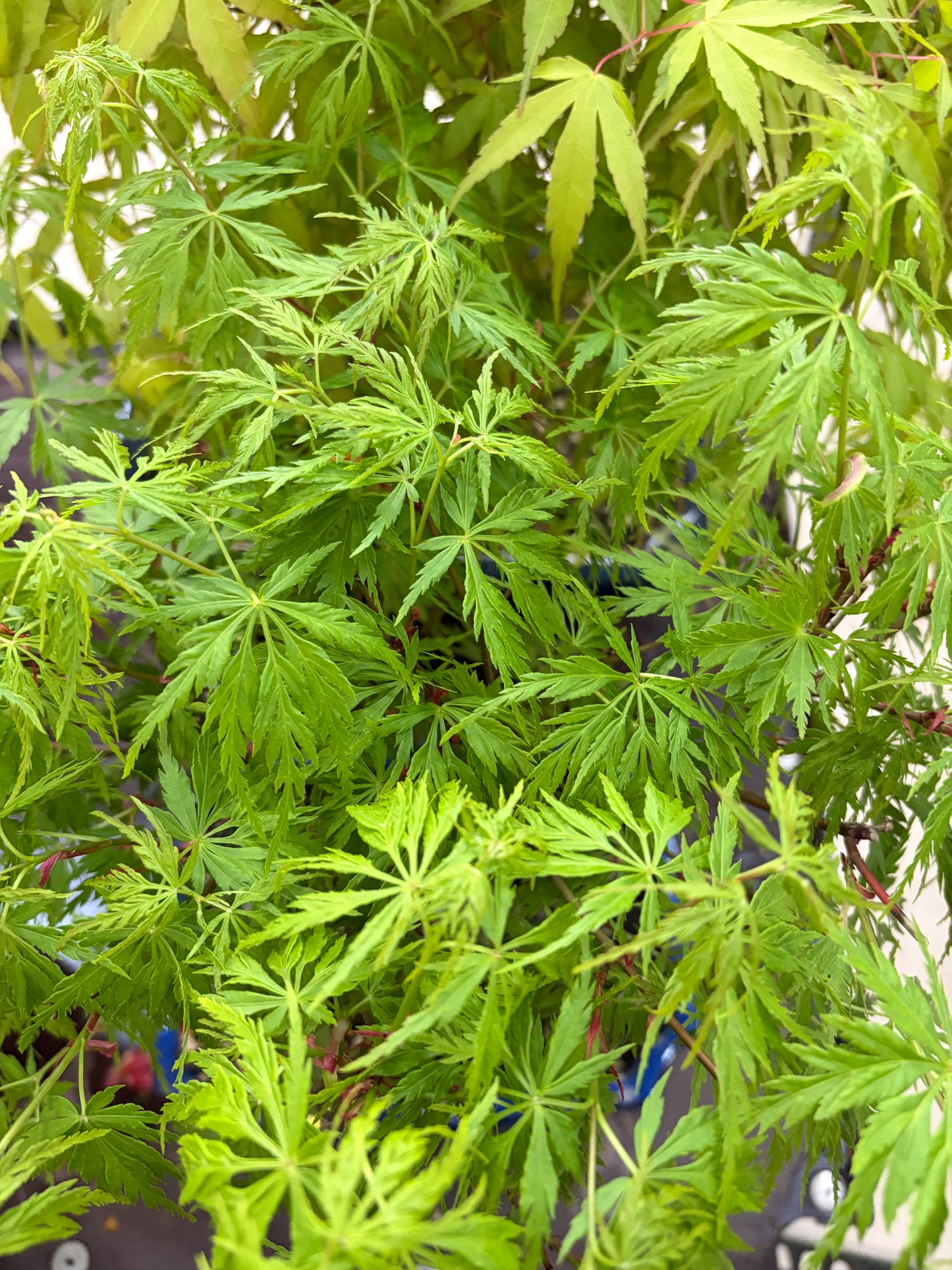 Acer palmatum 'Seiryu' (Japanse esdoorn), hoogte ~39cm