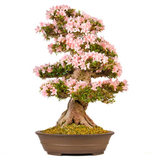 Rhododendron indicum (Azalea) No. 101, hoogte ~85cm