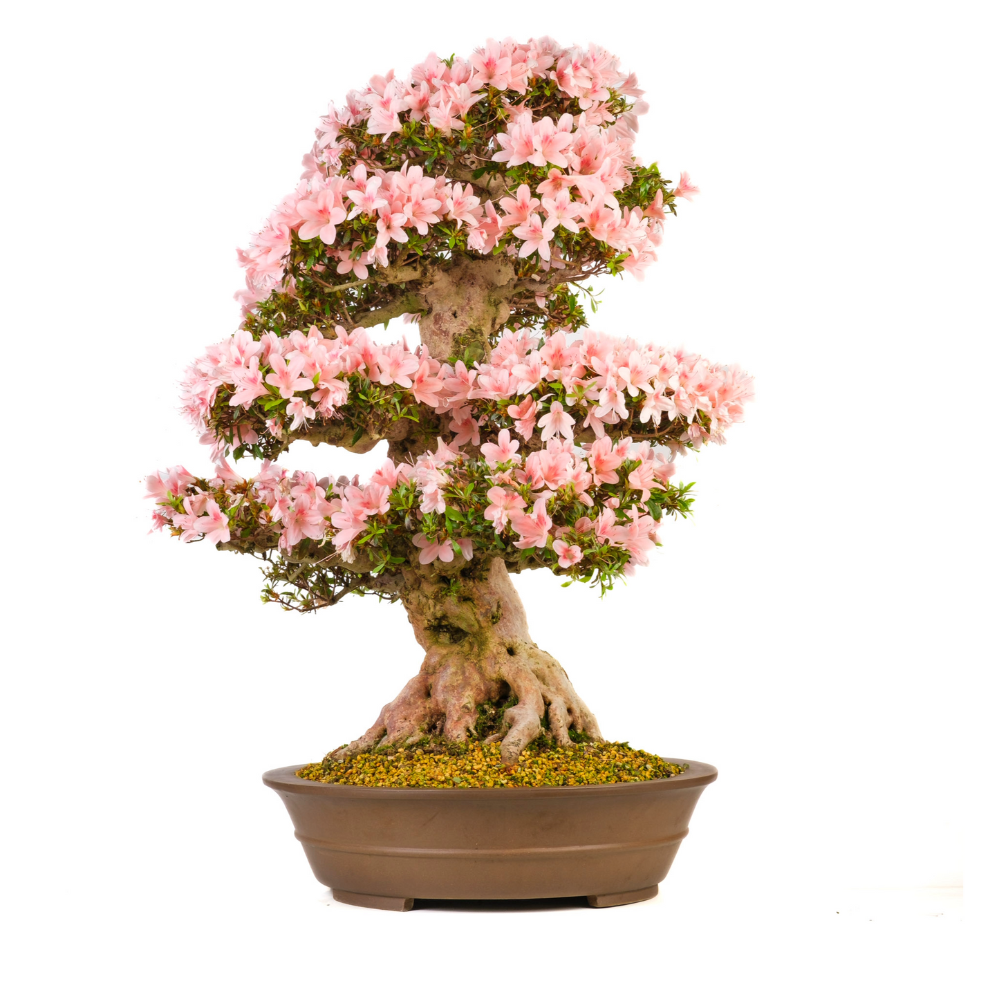 Rhododendron indicum (Azalea) No. 101, hoogte ~85cm
