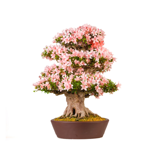 Rhododendron indicum 'Nyohozan' (Azalea) No. 94, hoogte ~75cm