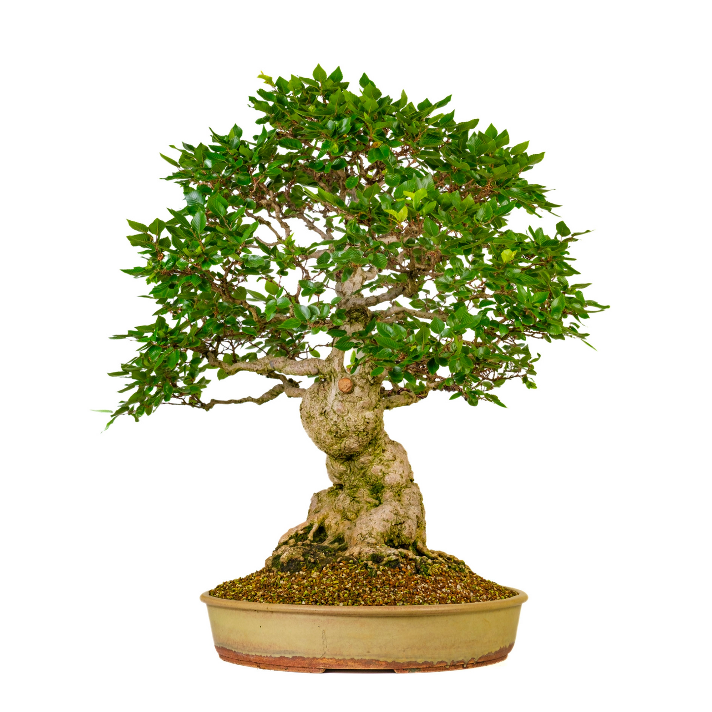 Carpinus coreana (Koreaanse haagbeuk) No. 38, hoogte ~80cm