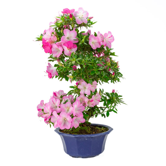 Rhododendron indicum (satsuki azalea), hoogte ~56cm