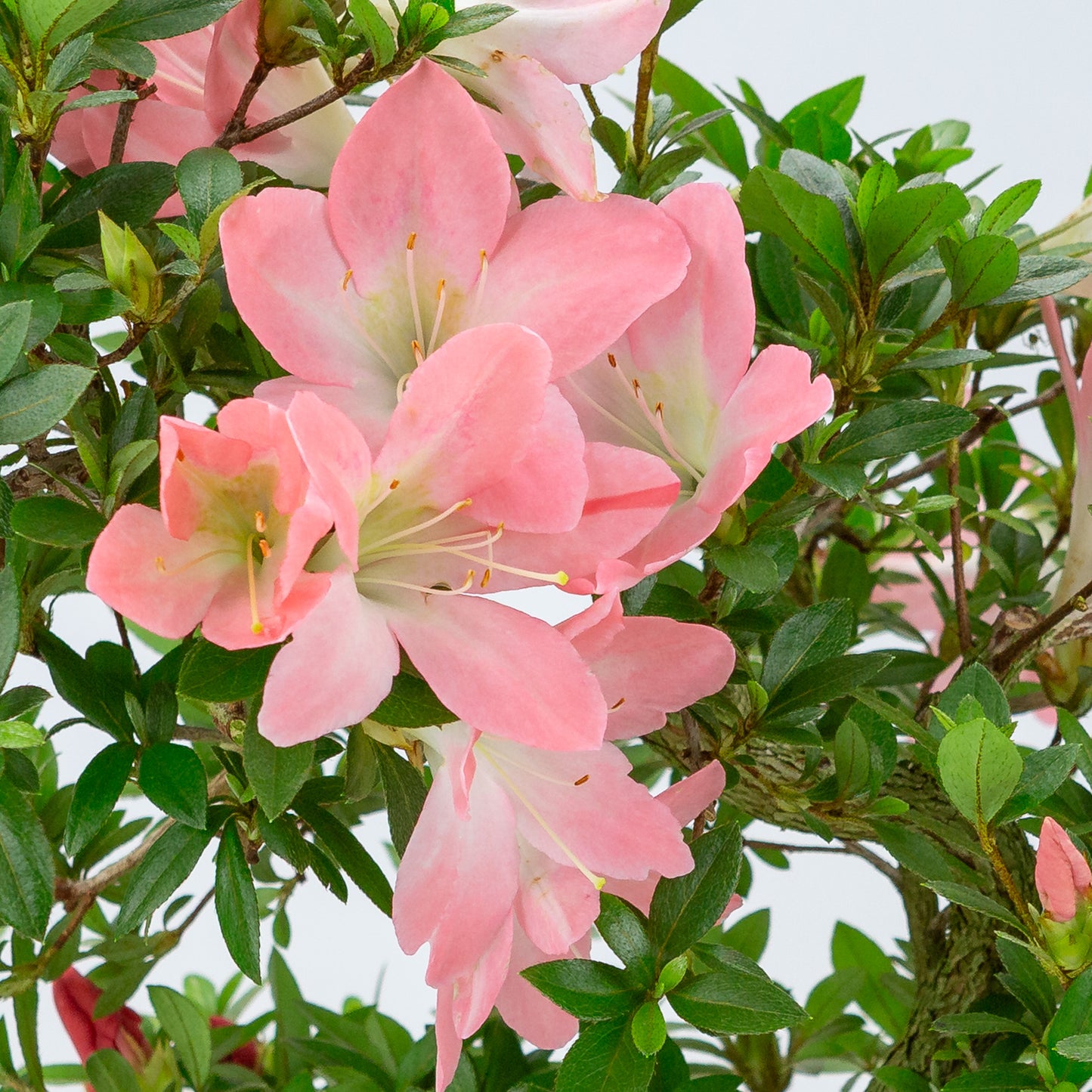 Rhododendron indicum 'Akari' (satsuki azalea), hoogte ~46cm
