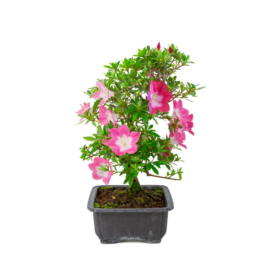 Rhododendron indicum 'Rin' (satsuki azalea), hoogte ~44cm