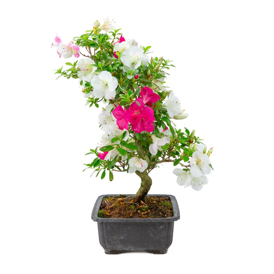 Rhododendron indicum 'Shusui' (satsuki azalea), hoogte ~48cm