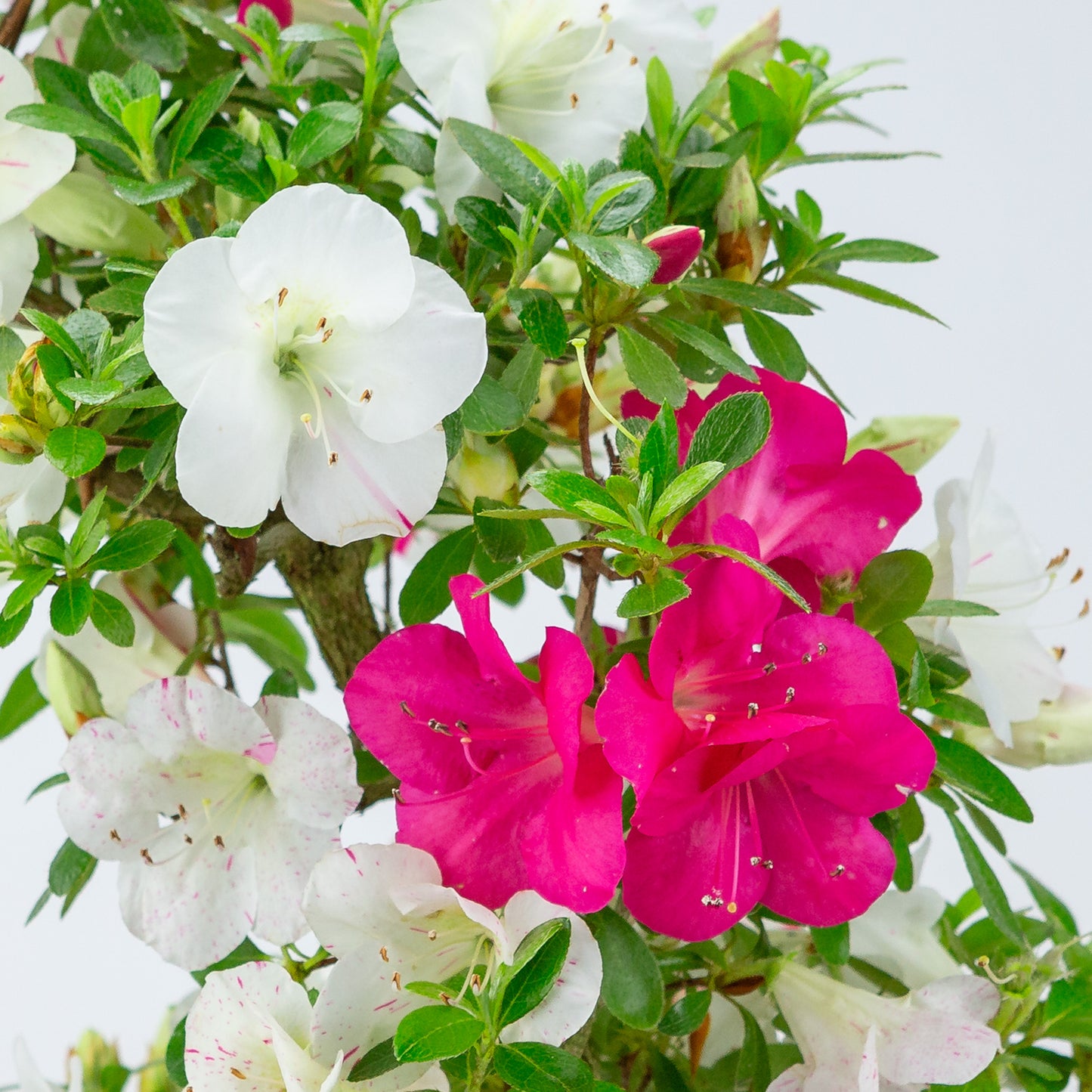 Rhododendron indicum 'Shusui' (satsuki azalea), hoogte ~48cm