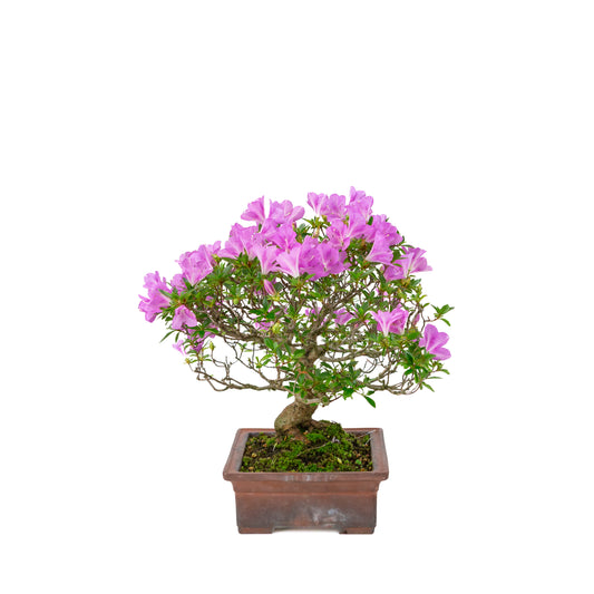 Rhododendron indicum 'Jyurokuya' (satsuki azalea), hoogte ~32cm