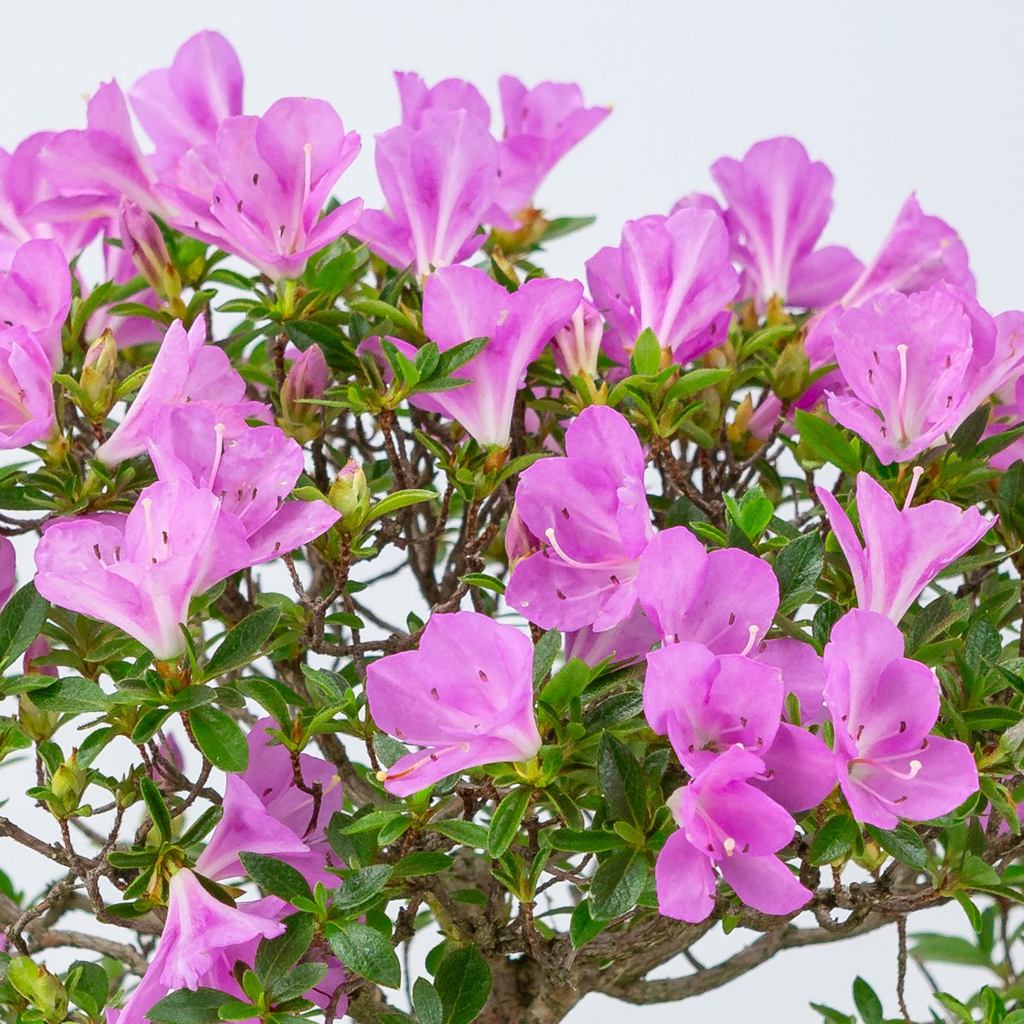 Rhododendron indicum 'Jyurokuya' (satsuki azalea), hoogte ~32cm