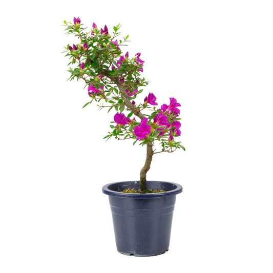 Rhododendron indicum 'Hoshi no Kagayaki' (satsuki azalea), hoogte ~50cm