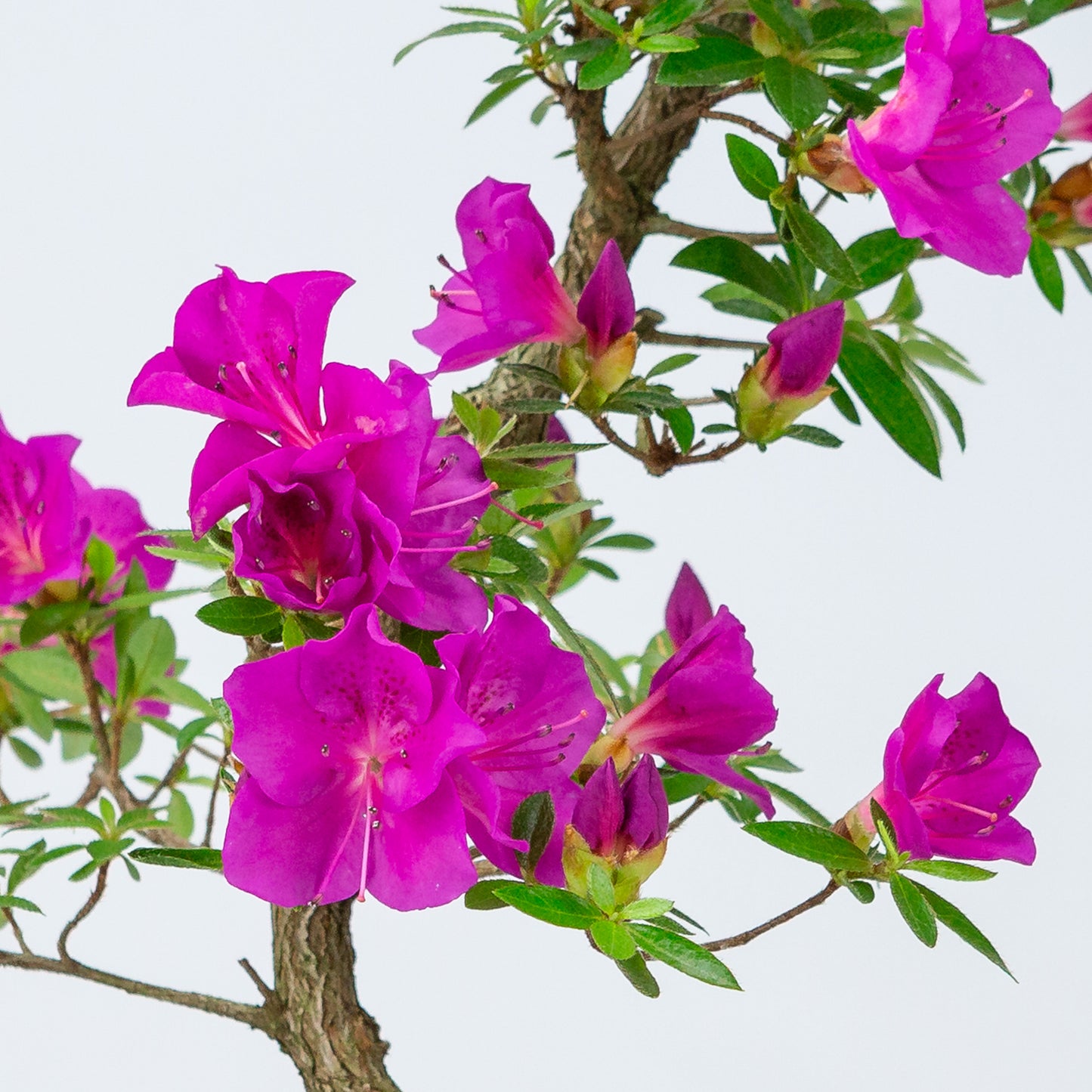 Rhododendron indicum 'Hoshi no Kagayaki' (satsuki azalea), hoogte ~50cm