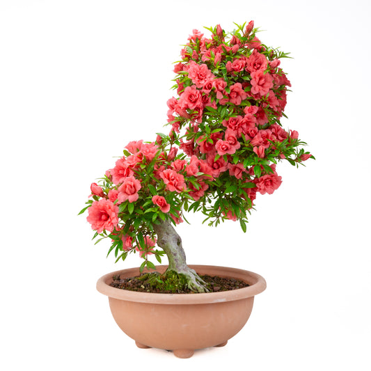 Rhododendron indicum 'Komane' (satsuki azalea), hoogte ~61cm
